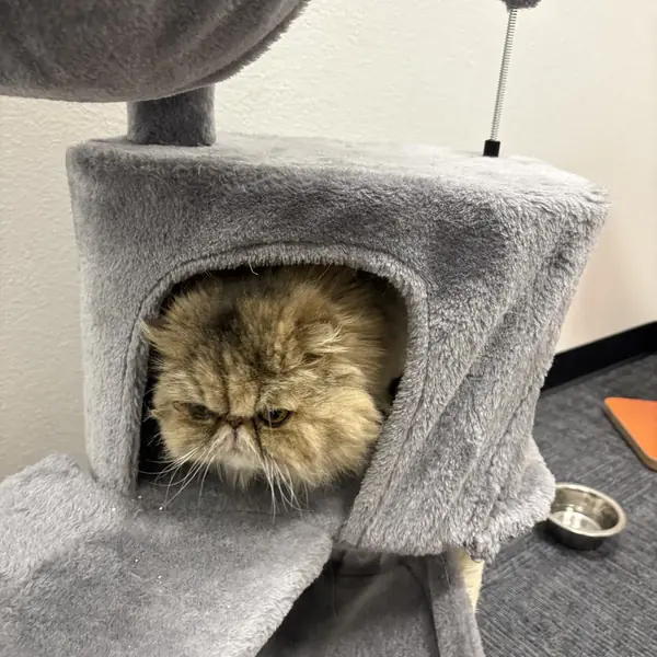 Cat settled in at K9 Rox Club boarding